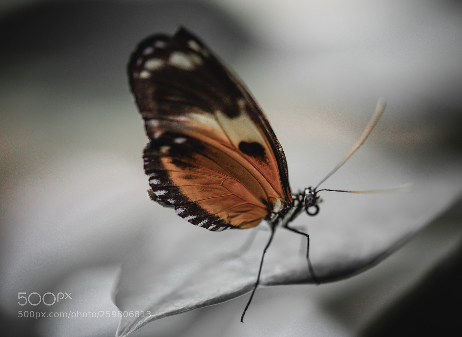 Nikon D810 sample photo. Busy photography