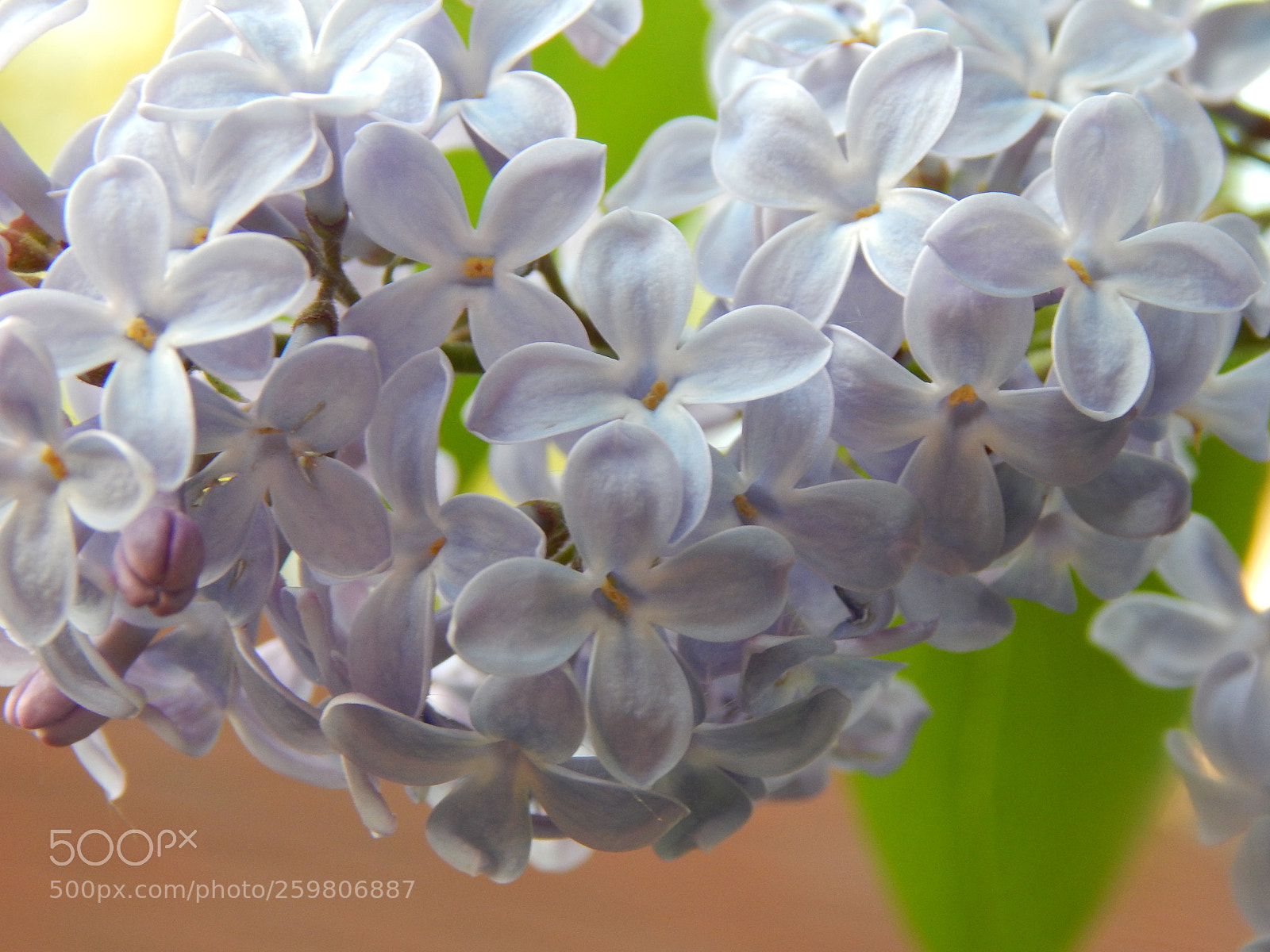 Nikon Coolpix L830 sample photo. Lilac photography