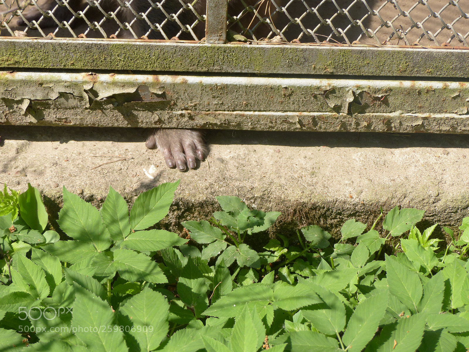 Panasonic Lumix DMC-FZ200 sample photo. Hand photography