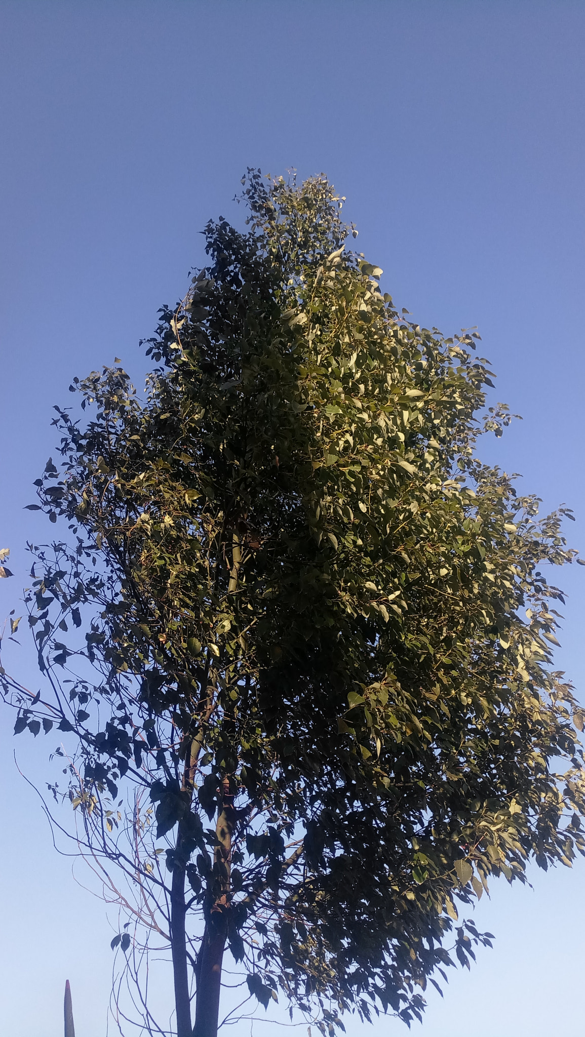 Meizu MX6 sample photo
