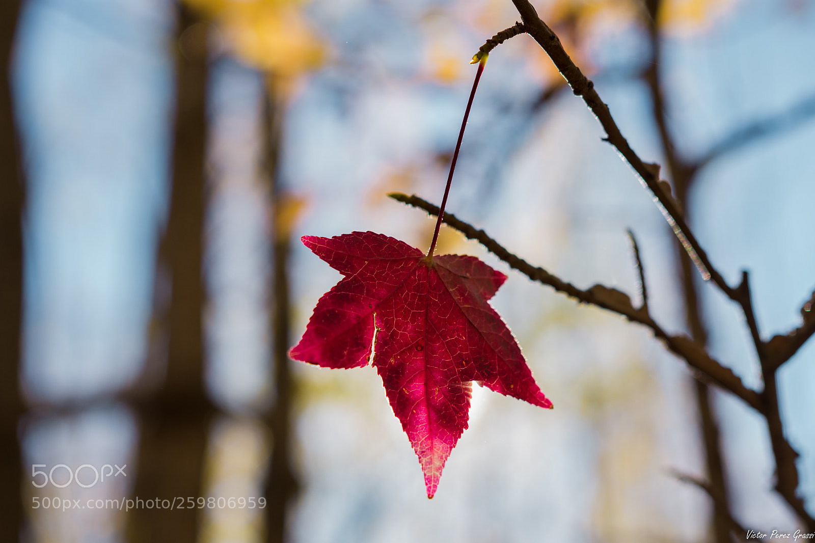 Nikon D7200 sample photo. Autumn-03 photography