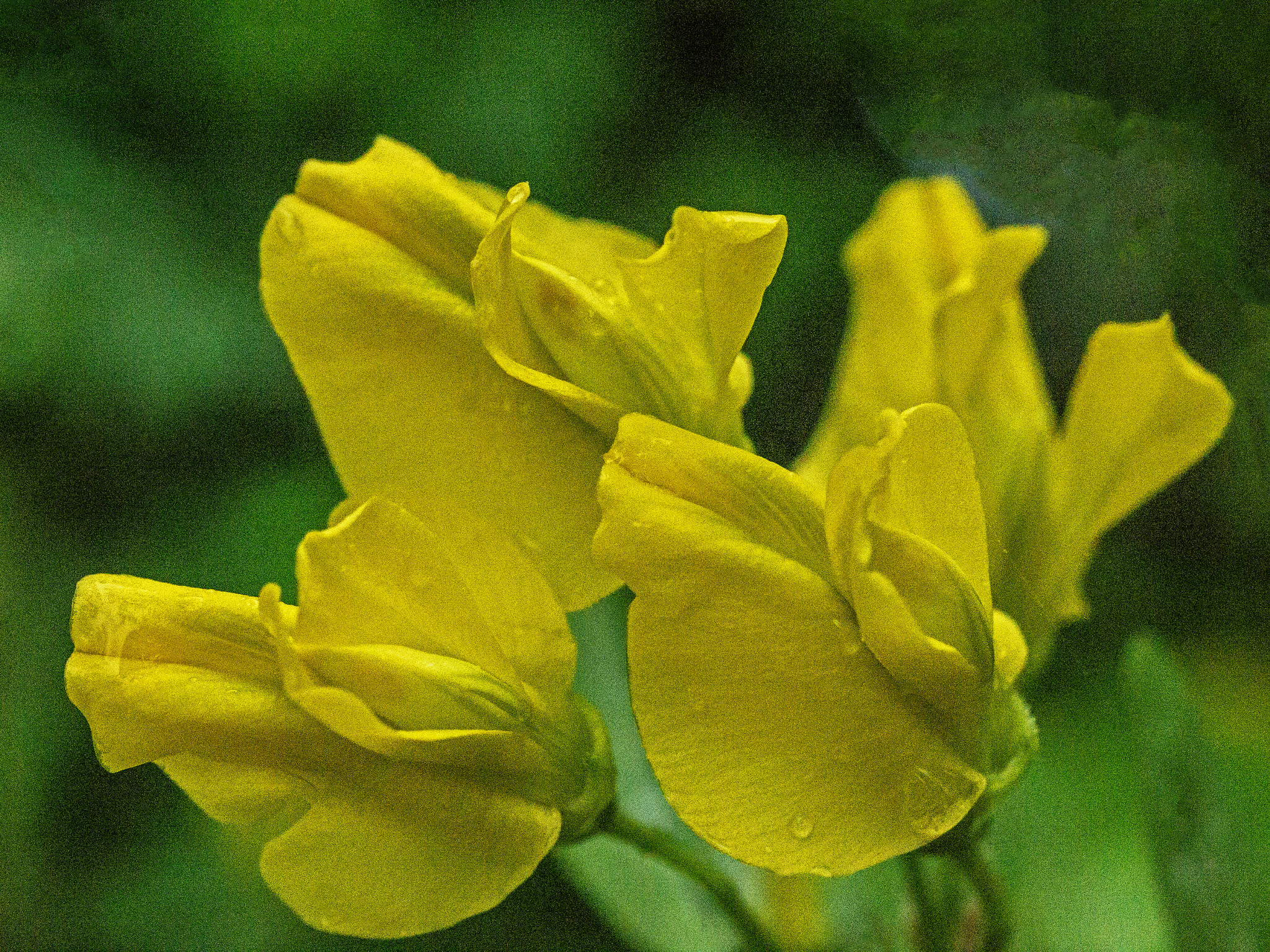 Sony SLT-A65 (SLT-A65V) sample photo. Honey locust flowers photography