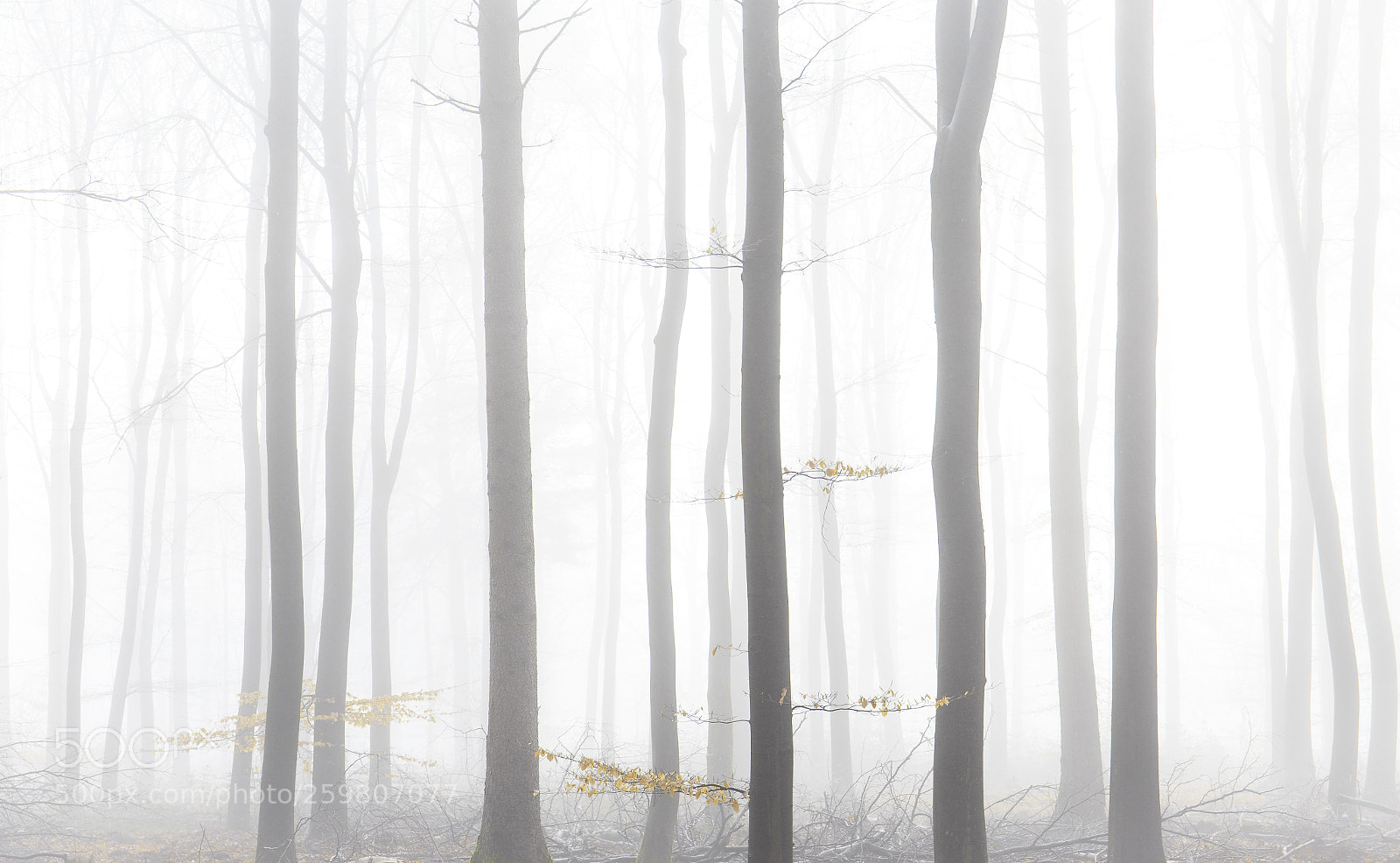 Canon EOS 6D sample photo. Mystical forest photography