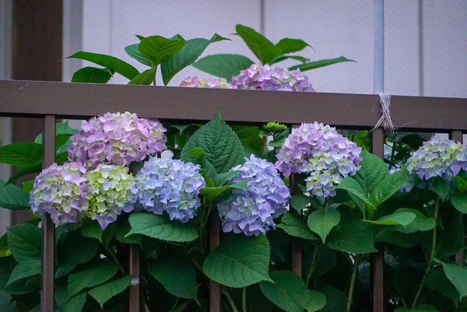 Sony a7S sample photo. Hydrangea photography