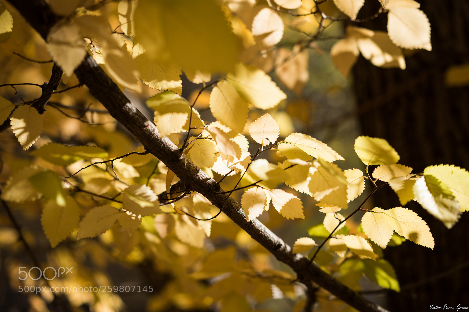 Nikon D7200 sample photo. Autumn-04 photography