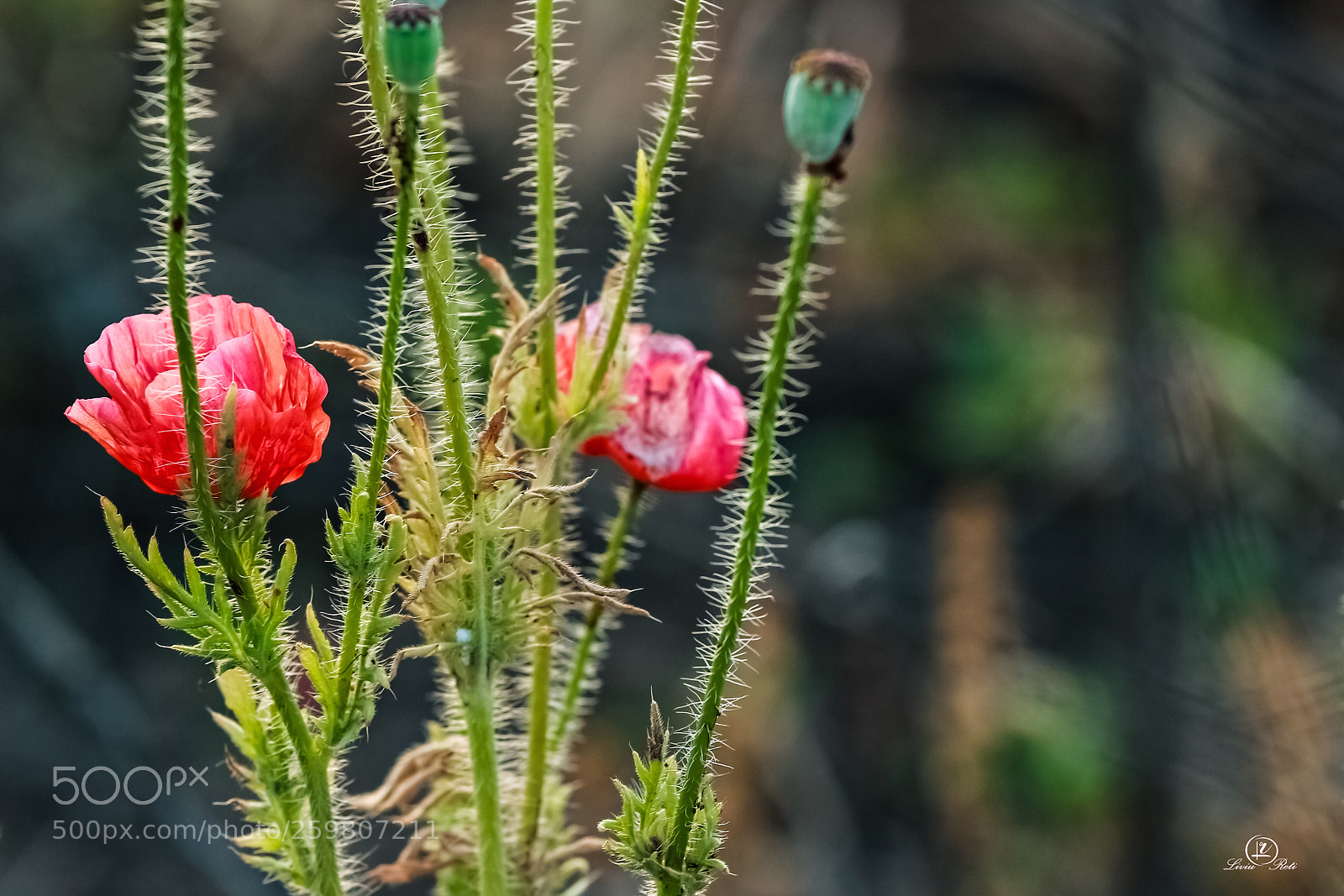 Canon EOS 100D (EOS Rebel SL1 / EOS Kiss X7) sample photo. Poppies photography