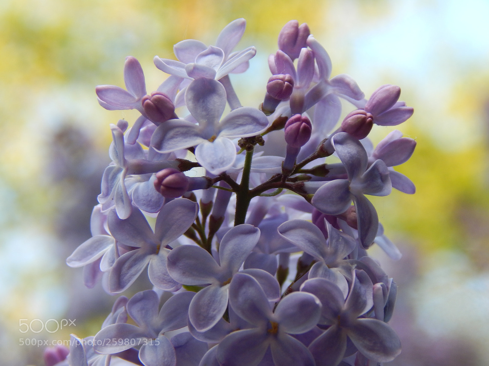 Nikon Coolpix L830 sample photo. Lilac 2 photography