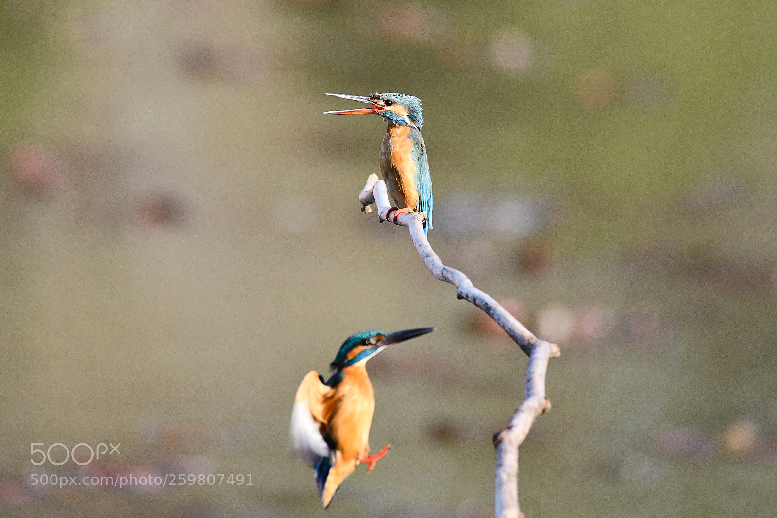 Nikon D850 sample photo. Kingfisher 19 photography