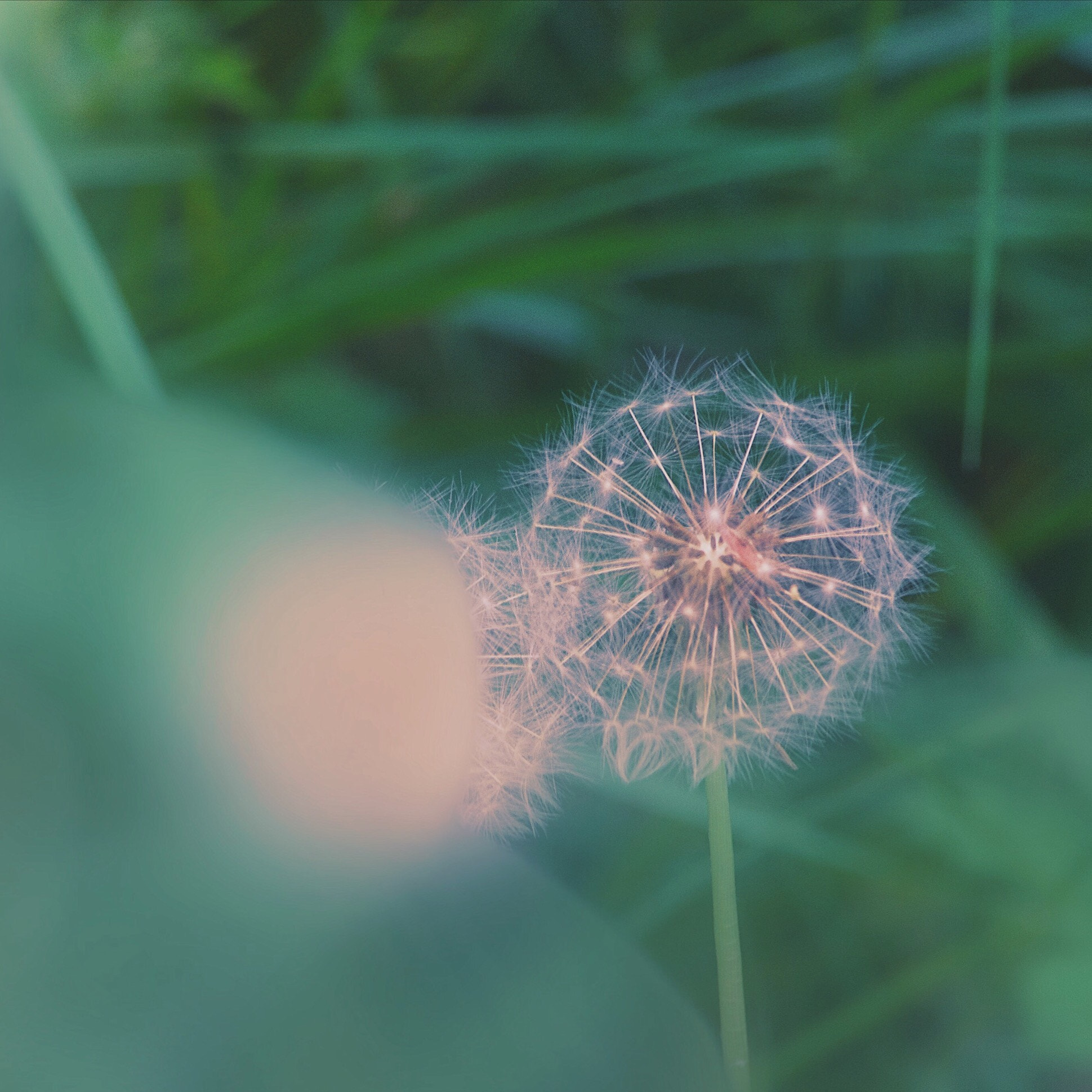 Apple iPhone sample photo. Make a wish  photography