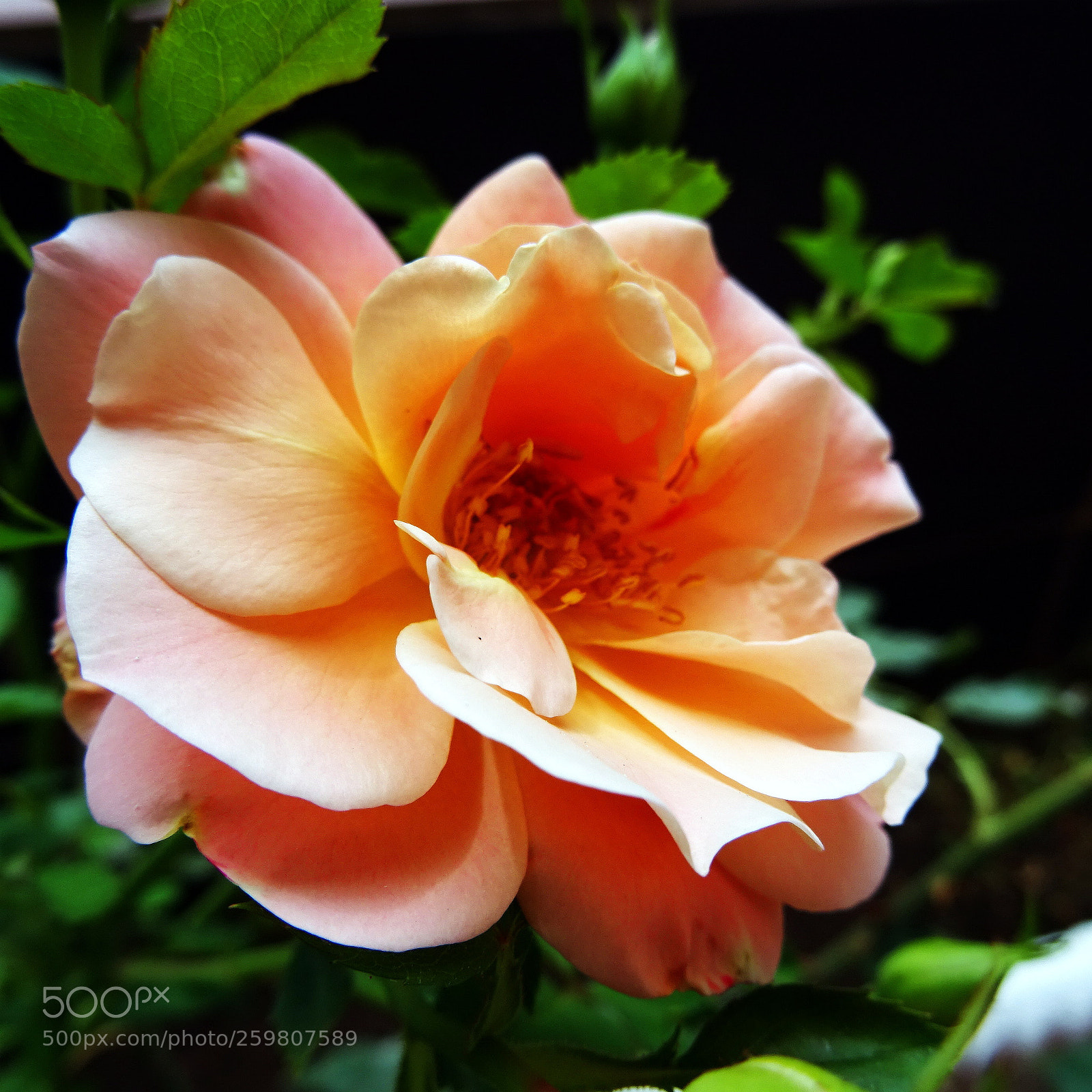Sony DSC-HX60V sample photo. Colors photography