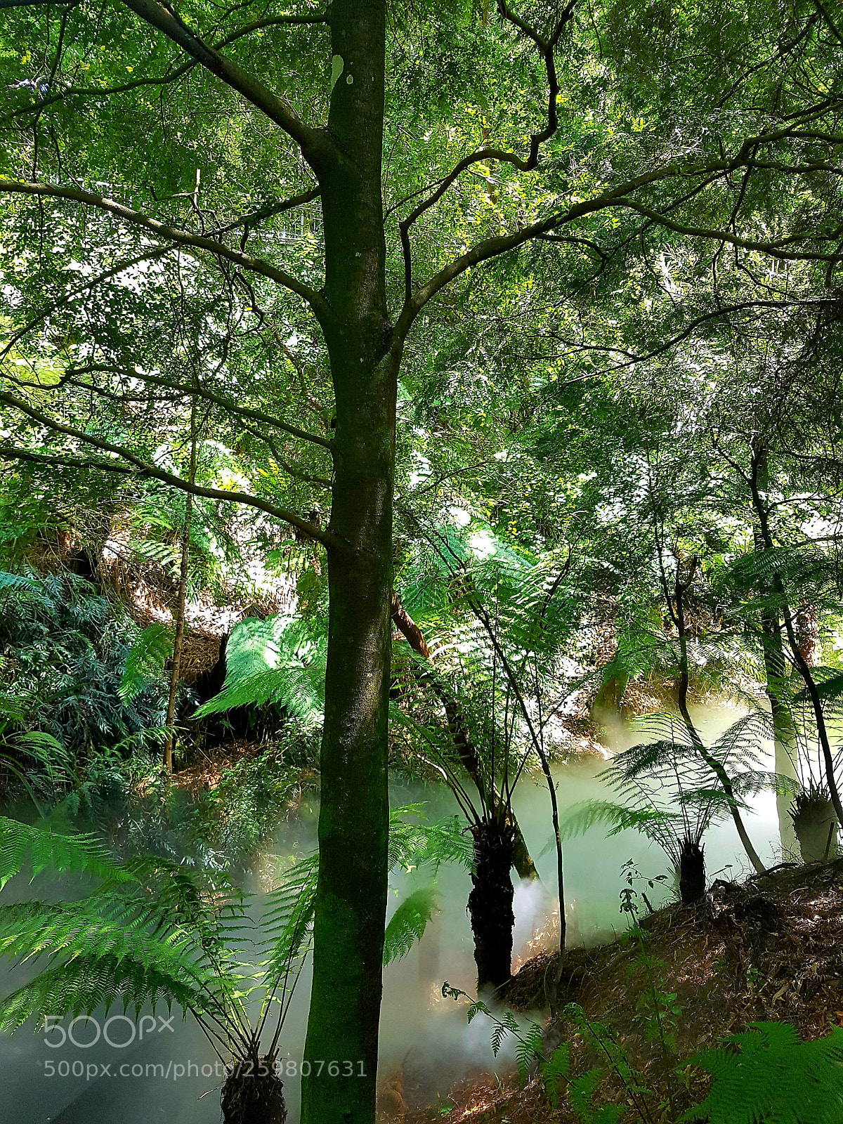 Samsung Galaxy S7 Edge sample photo. Rainforest photography