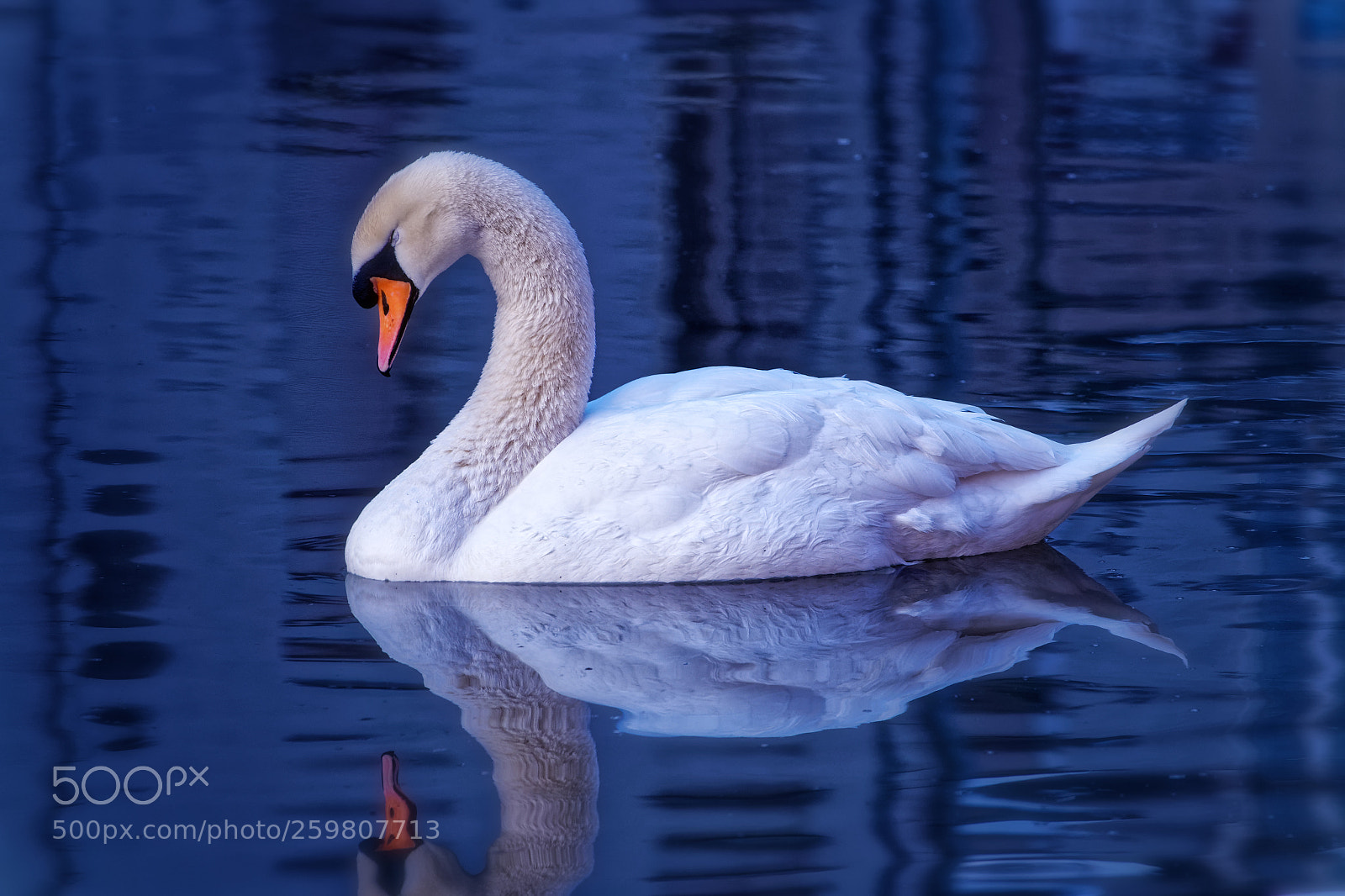 Sony Cyber-shot DSC-RX10 III sample photo. Cygne #1 photography