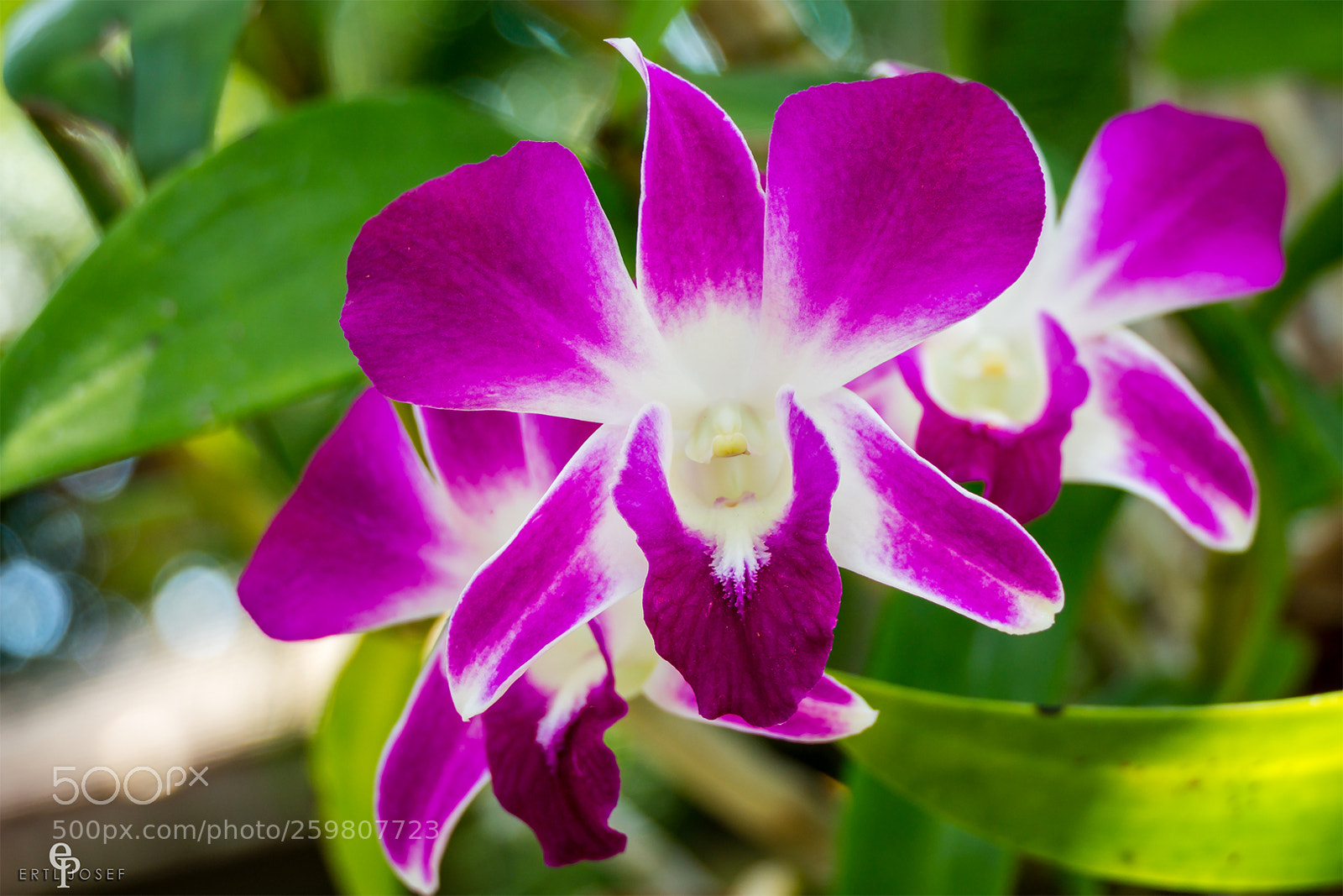 Panasonic Lumix DMC-FZ2500 (Lumix DMC-FZ2000) sample photo. Freiland orchideen photography