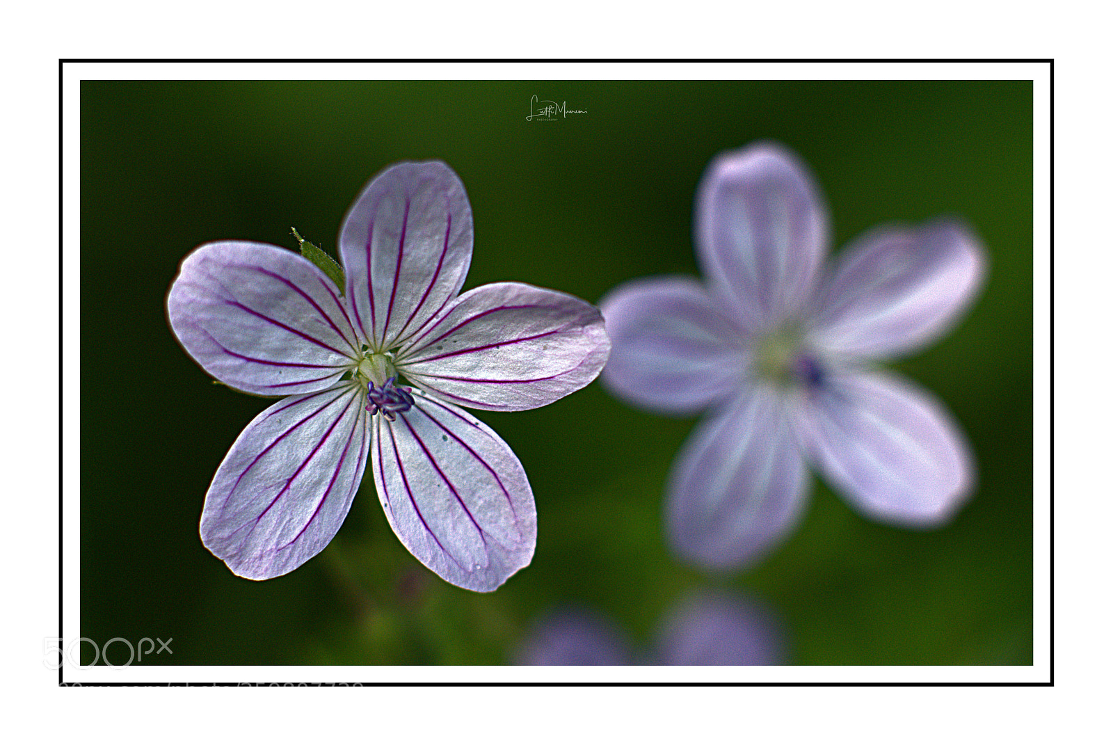 Nikon D7200 sample photo. Botanical wonder photography