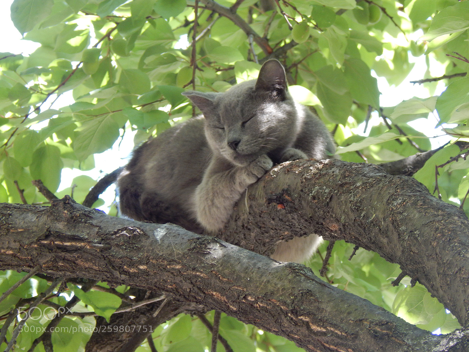 Nikon Coolpix L830 sample photo. A dream on a photography