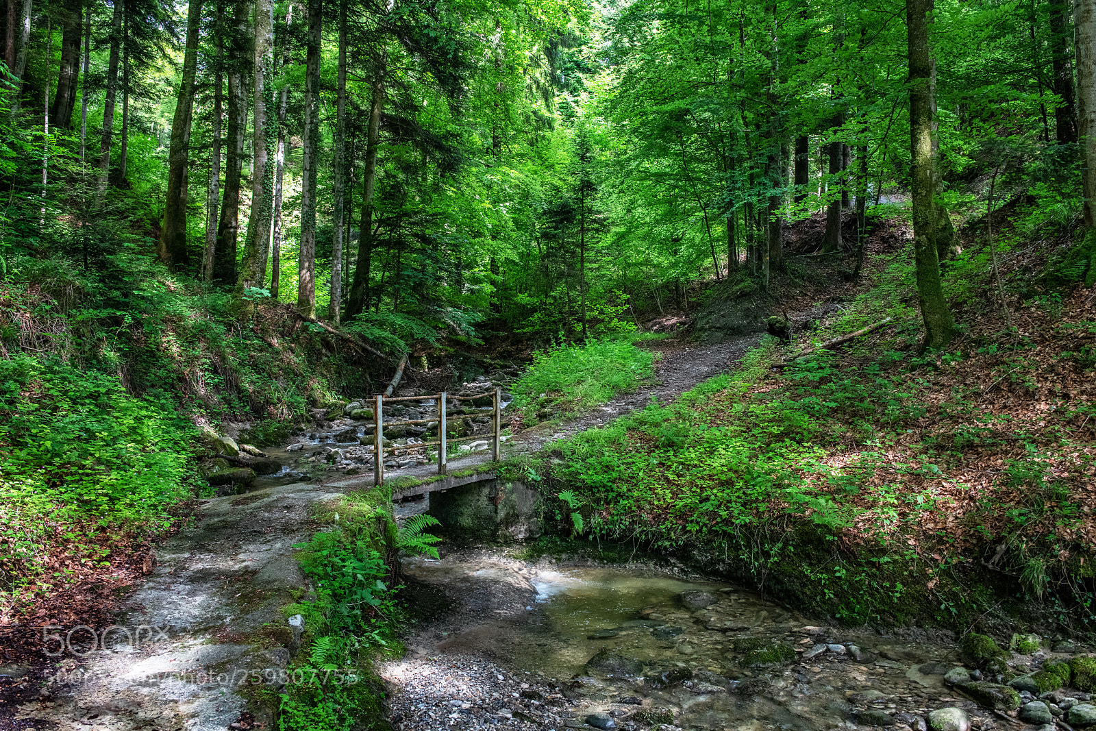 Nikon D850 sample photo. Waldweg photography