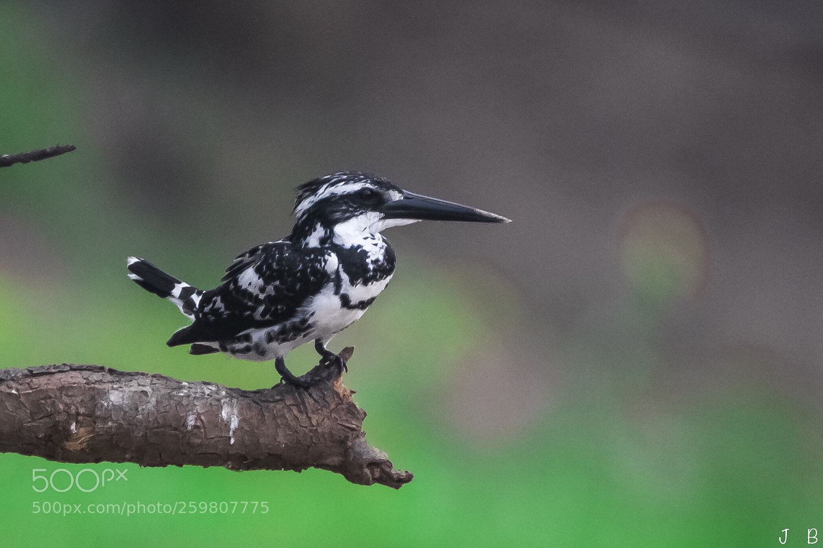 Nikon D500 sample photo. Pied kingfisher  photography