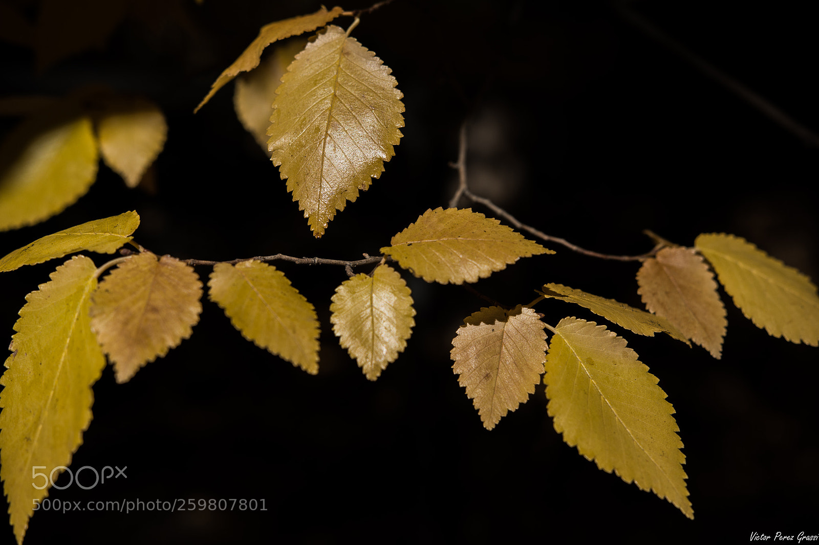Nikon D7200 sample photo. Autumn-06 photography