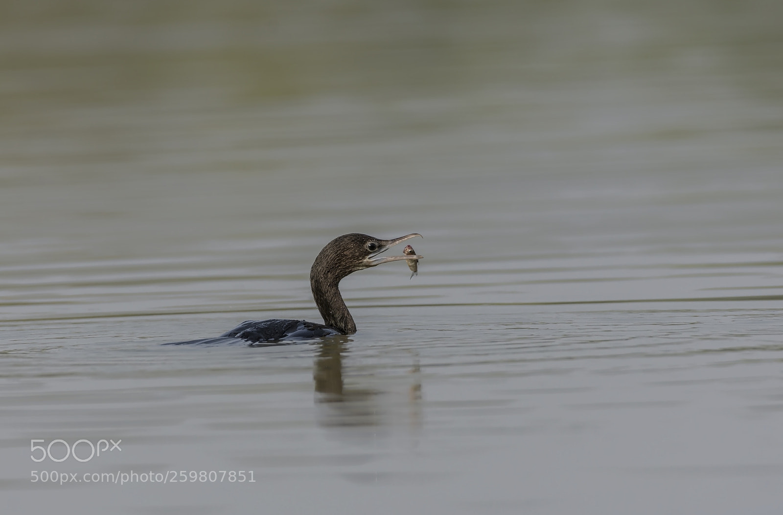 Nikon D7200 sample photo. Little cormorant microcarbo niger photography