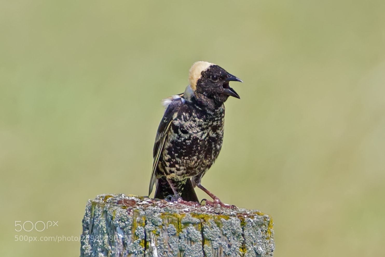 Canon EOS-1D Mark IV sample photo. Bobolink 6674 photography