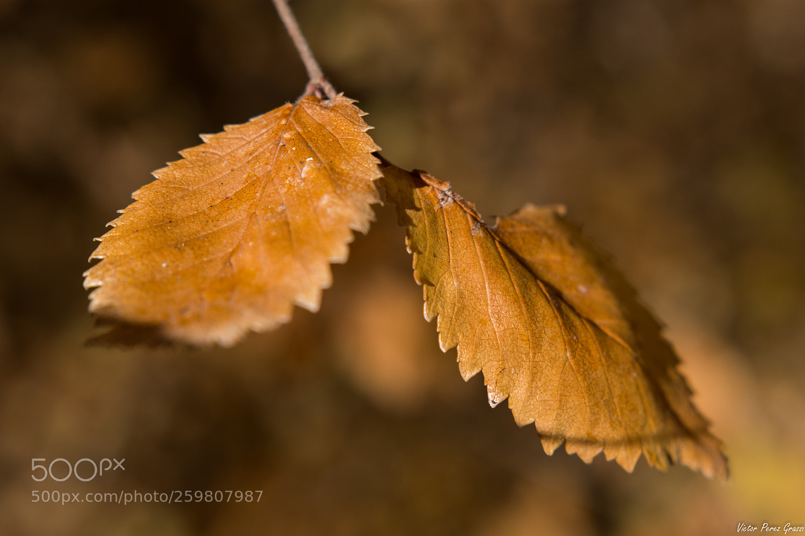 Nikon D7200 sample photo. Autumn-07 photography