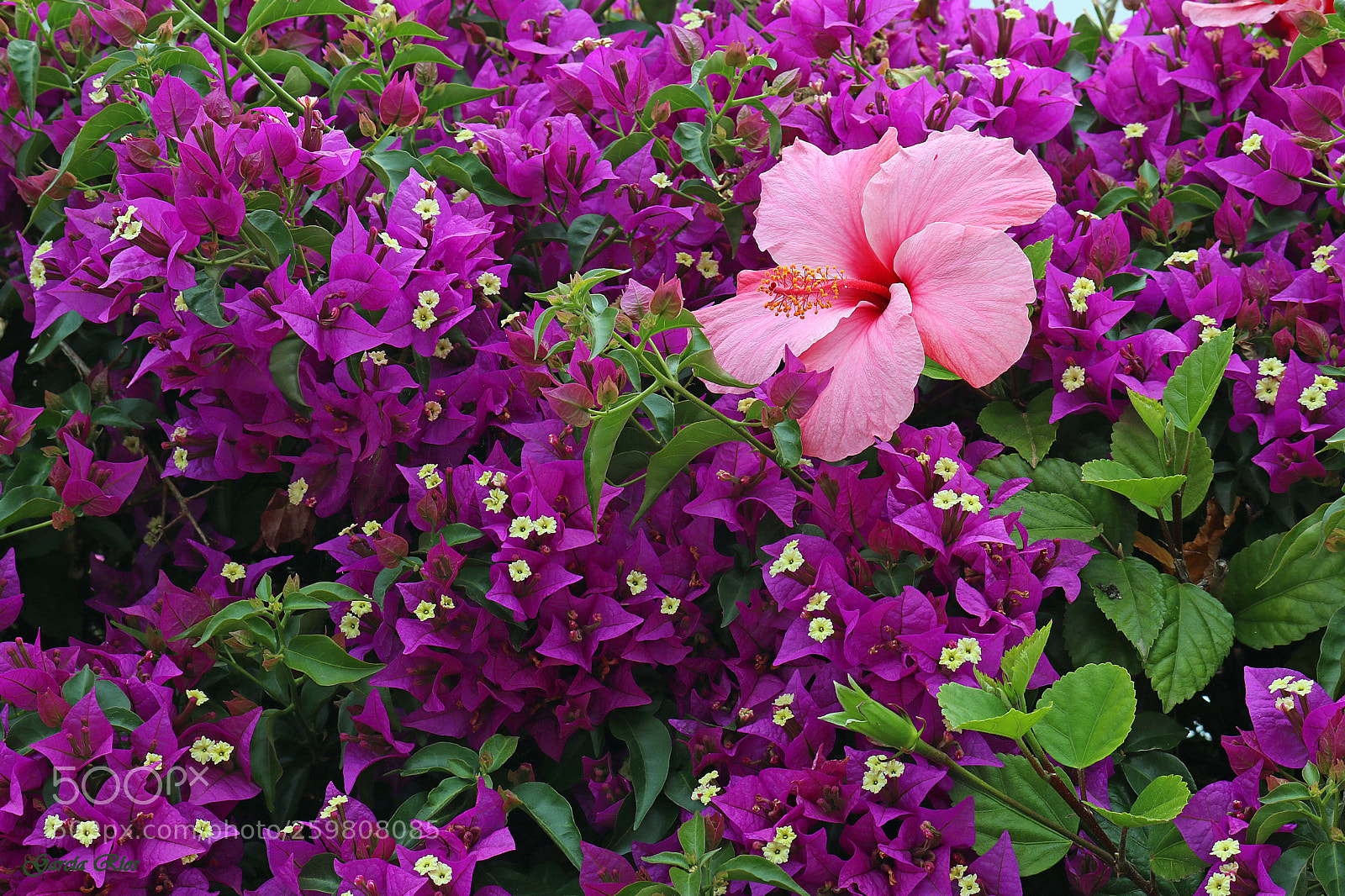 Canon EOS 750D (EOS Rebel T6i / EOS Kiss X8i) sample photo. Nature  photography