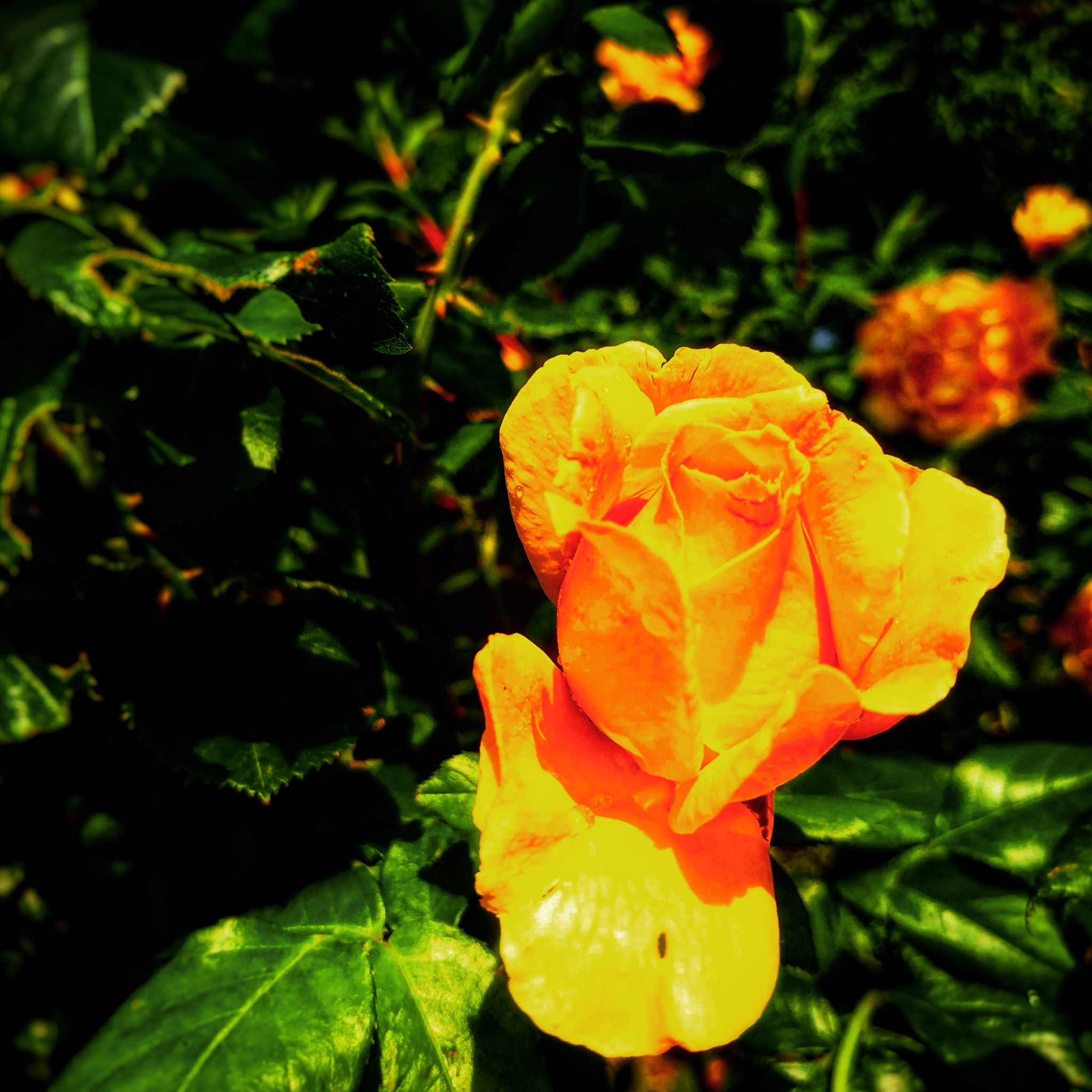 Sony Xperia XZ sample photo. Power of love photography