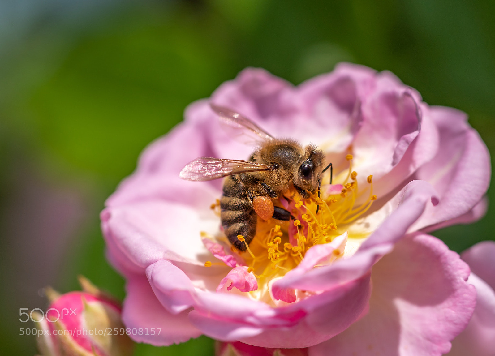 Nikon D750 sample photo. Bee 6 photography