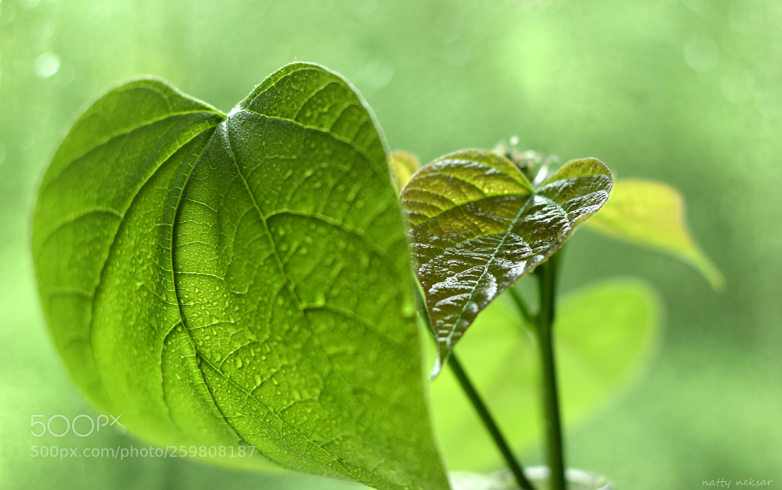Nikon D5300 sample photo. #springtime...12 photography
