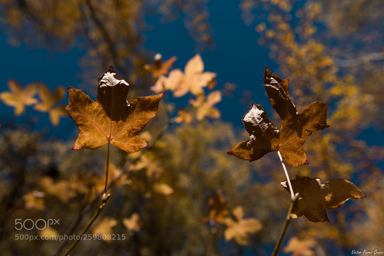 Nikon D7200 sample photo. Autumn-08 photography