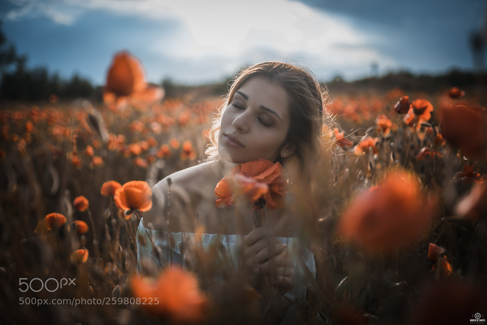 Nikon D750 sample photo. Poppies photography