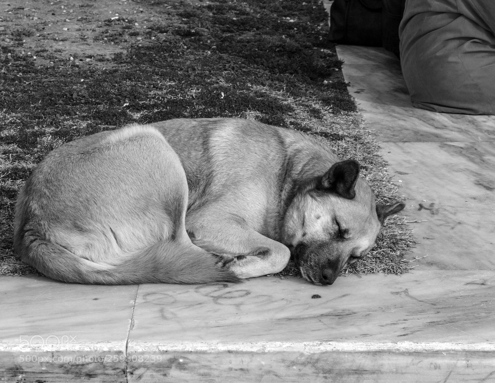 Canon EOS 500D (EOS Rebel T1i / EOS Kiss X3) sample photo. Sleeping dog photography