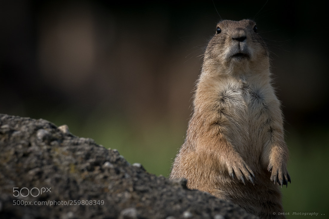 Nikon D500 sample photo. Prairie dog .. photography
