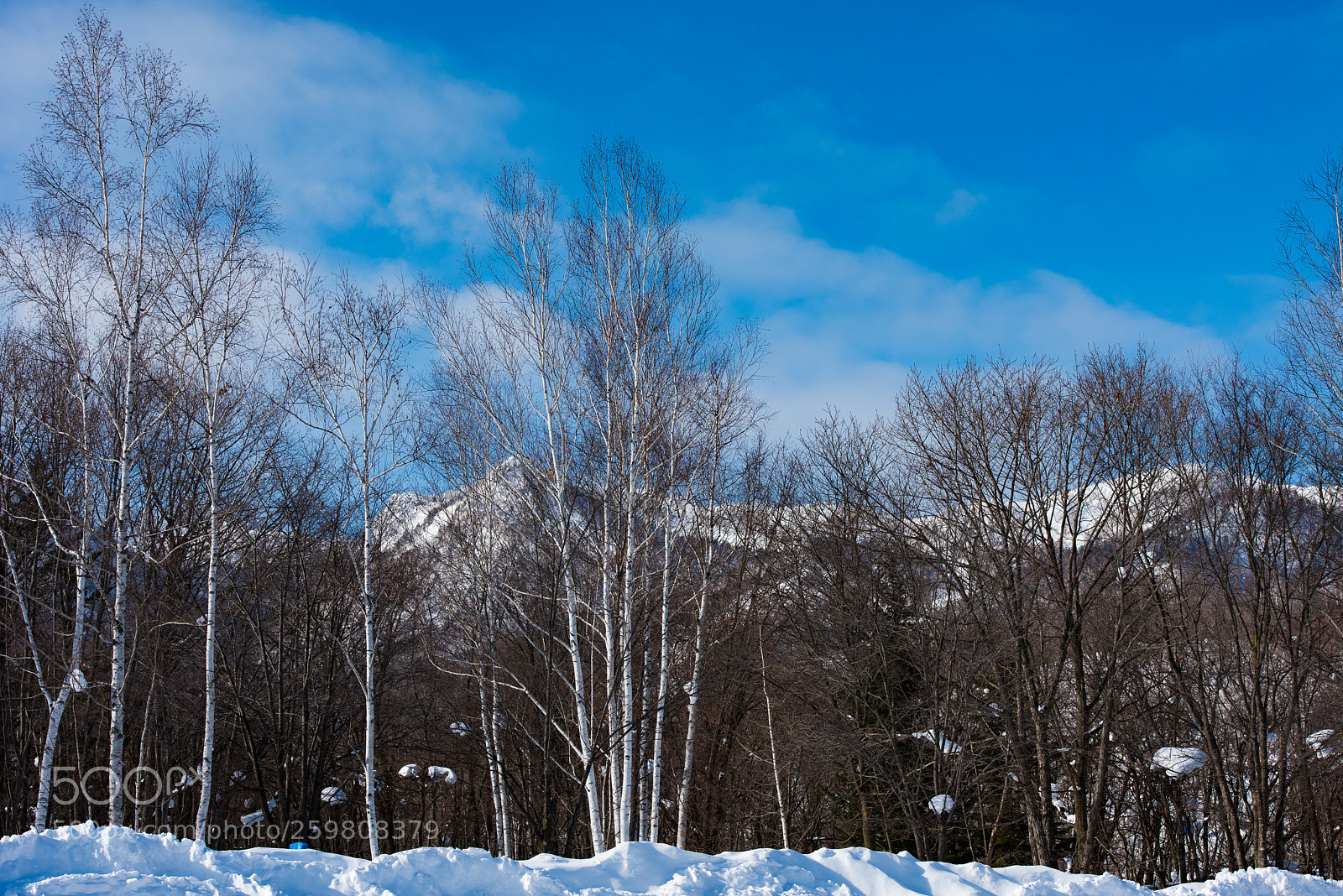 Nikon D810 sample photo. Biei photography