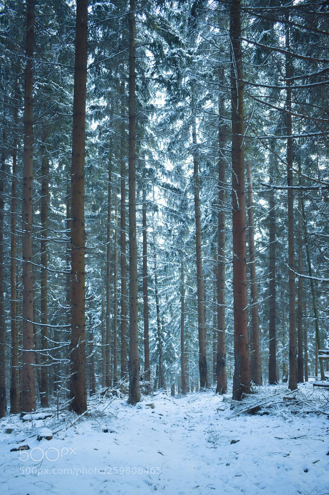 Nikon D3300 sample photo. Winter wonders photography