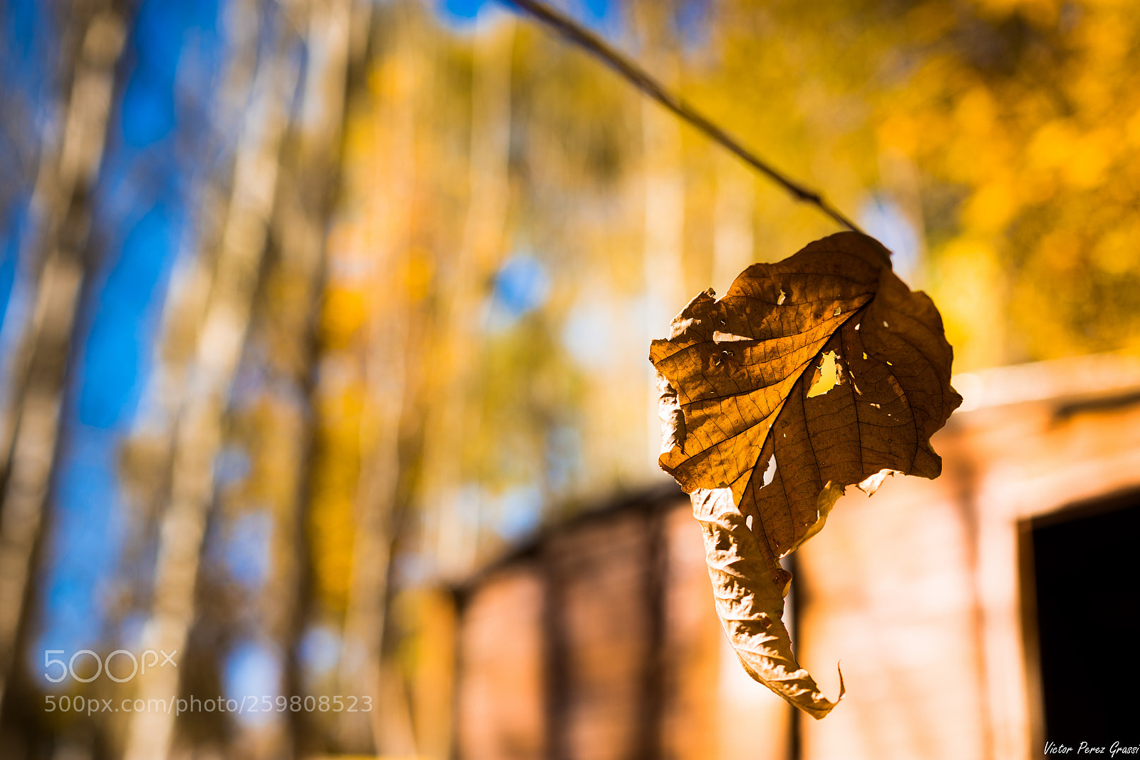 Nikon D7200 sample photo. Autumn-09 photography