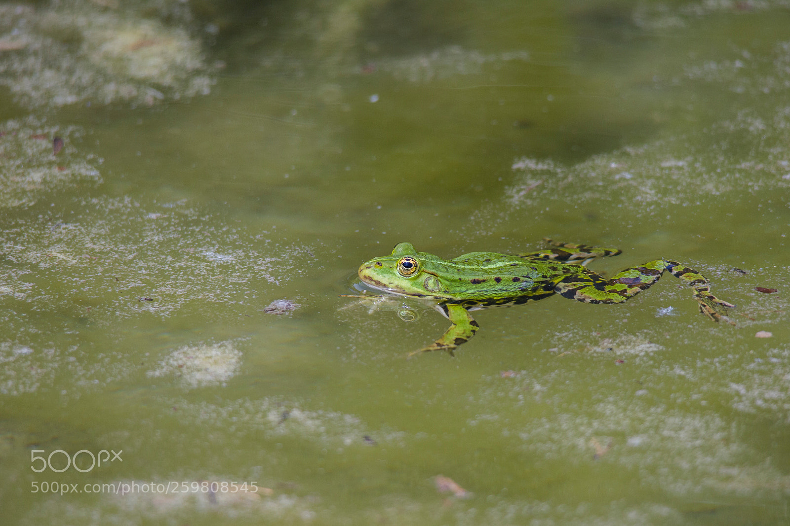 Canon EOS-1D Mark IV sample photo. A pond frog is photography