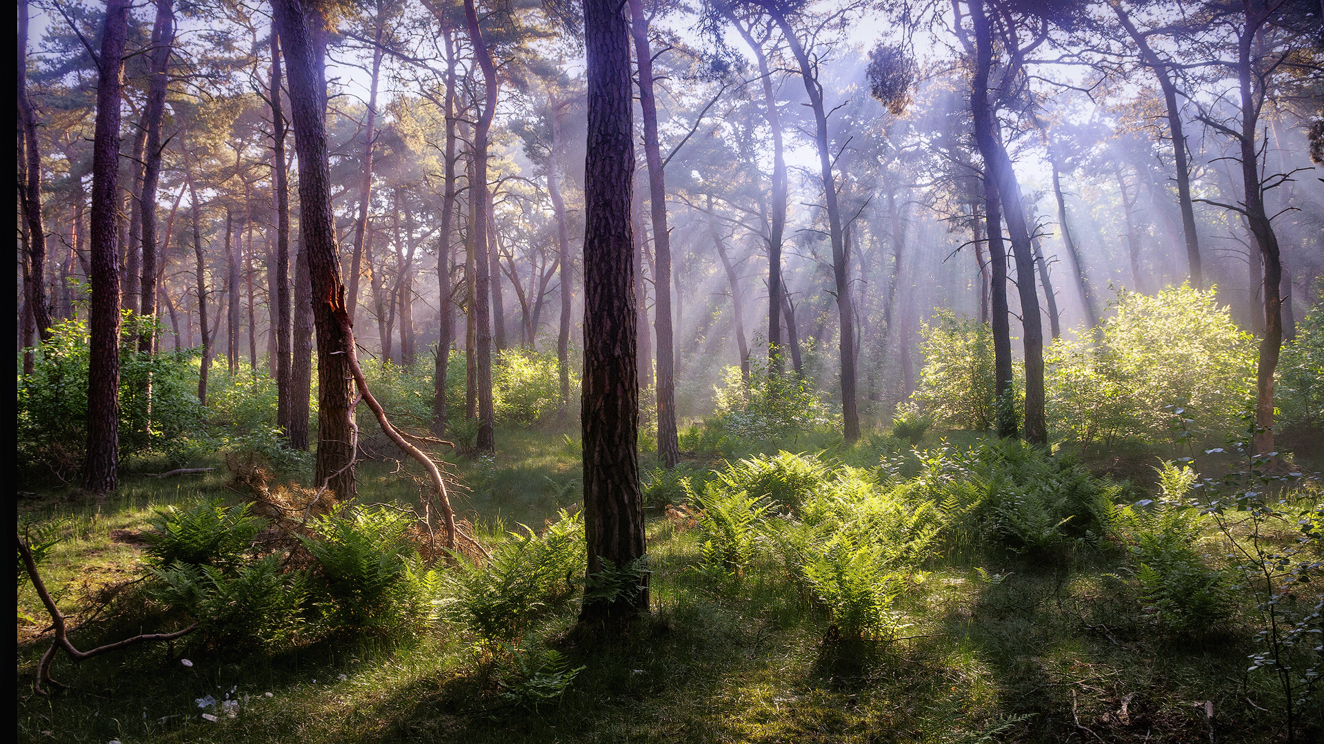 Olympus OM-D E-M10 III sample photo. Magical forest photography