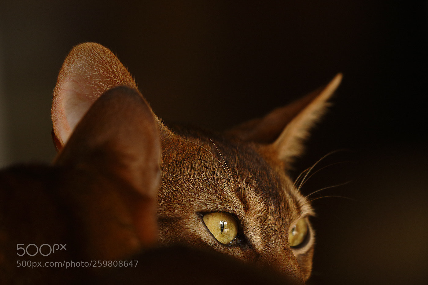 Canon EOS 7D Mark II sample photo. Wifi ohren () photography