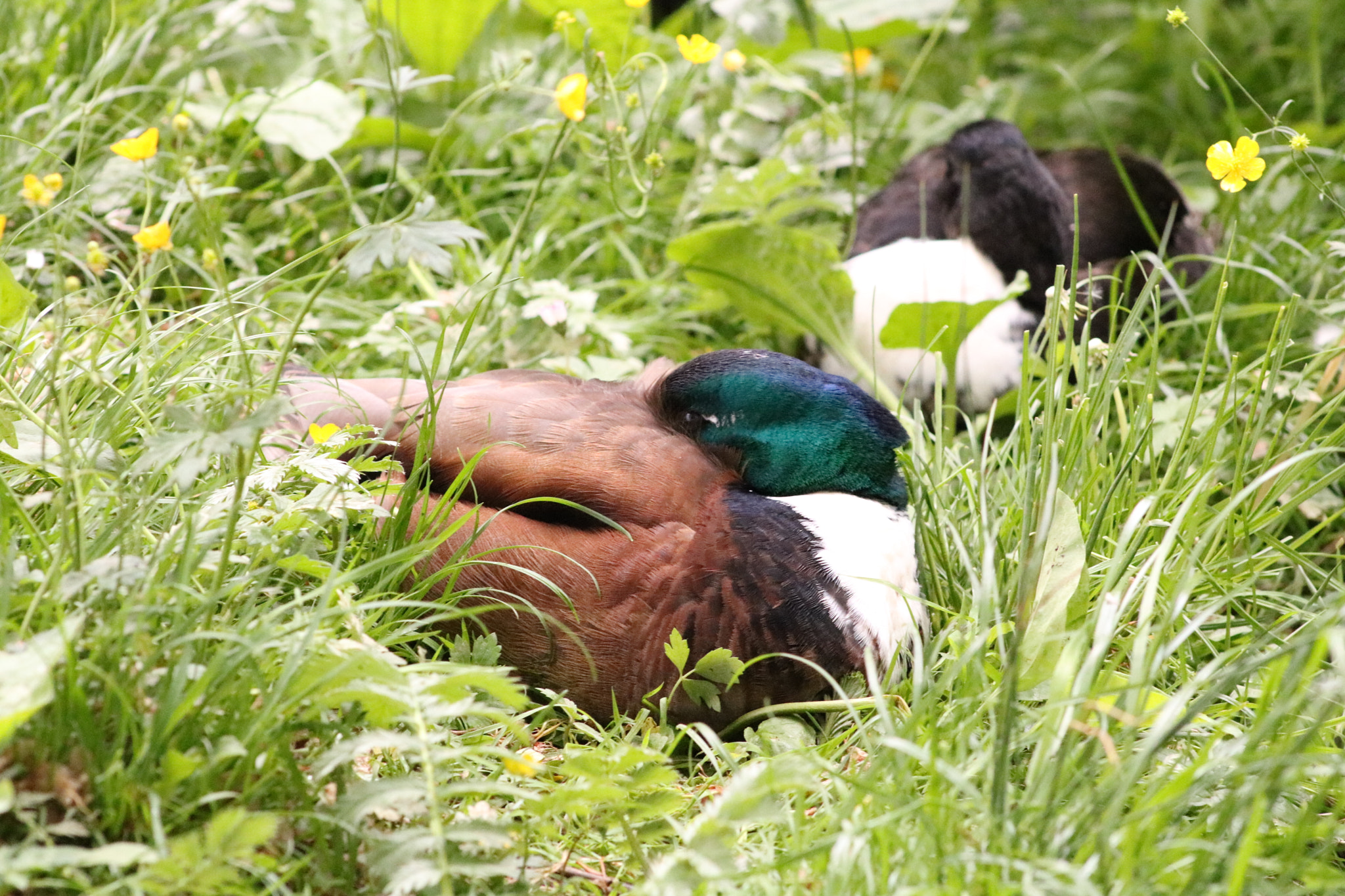 Canon EOS 750D (EOS Rebel T6i / EOS Kiss X8i) + Canon EF 75-300mm f/4-5.6 sample photo. Duck sleep photography