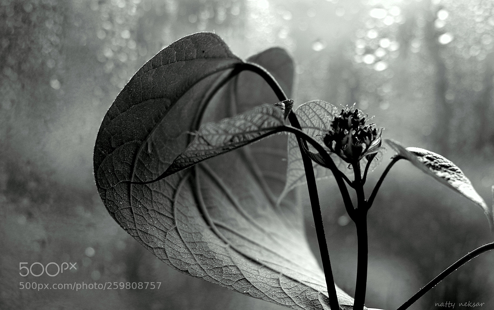 Nikon D5300 sample photo. #springtime...b&w photography