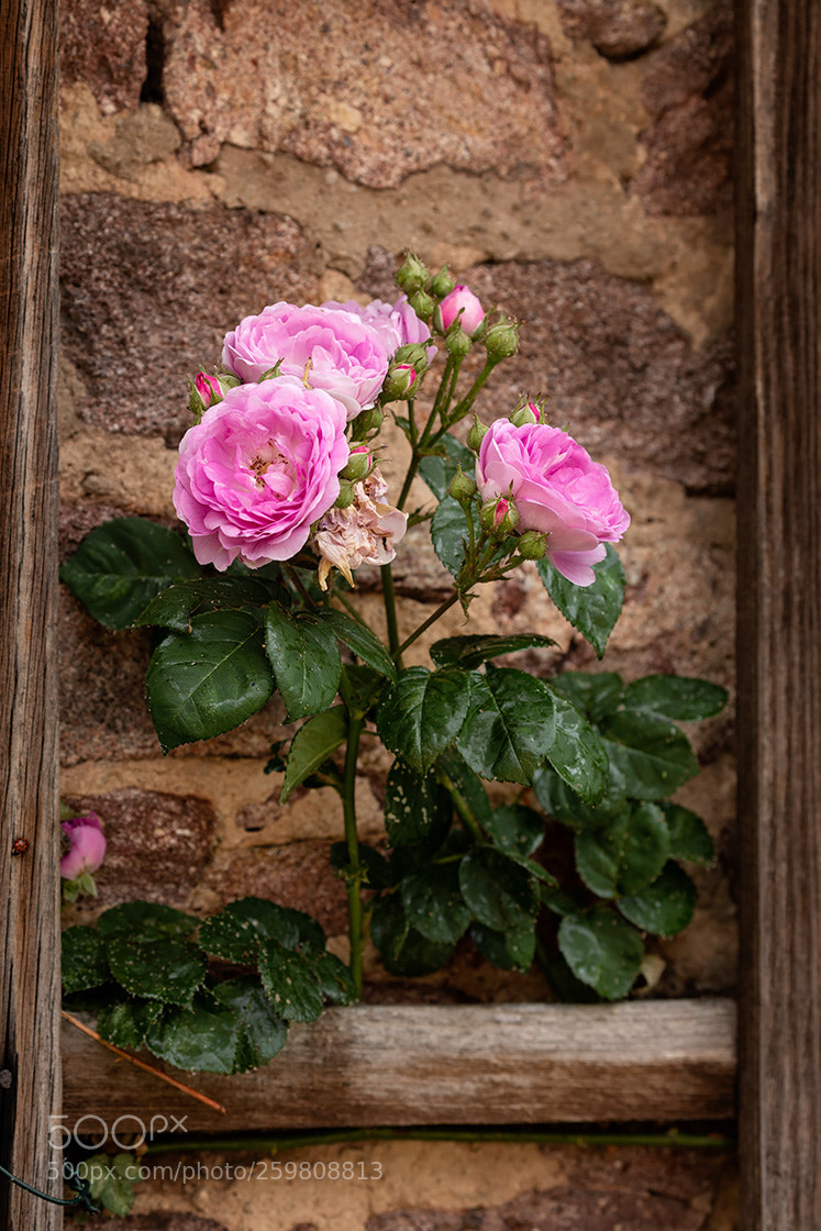 Canon EOS 5D Mark IV sample photo. At the wall photography