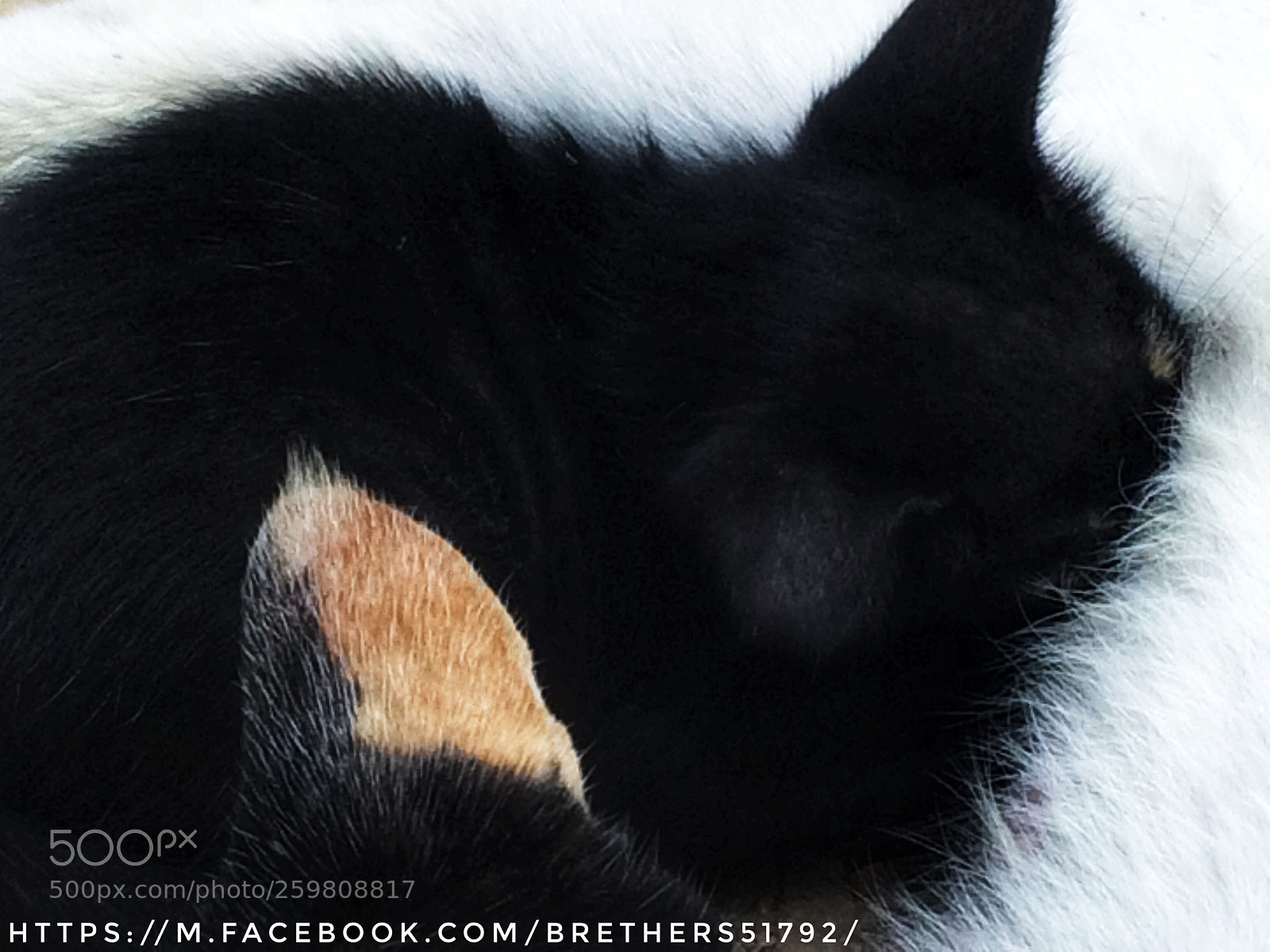 Apple iPhone 5s sample photo. My cats photography