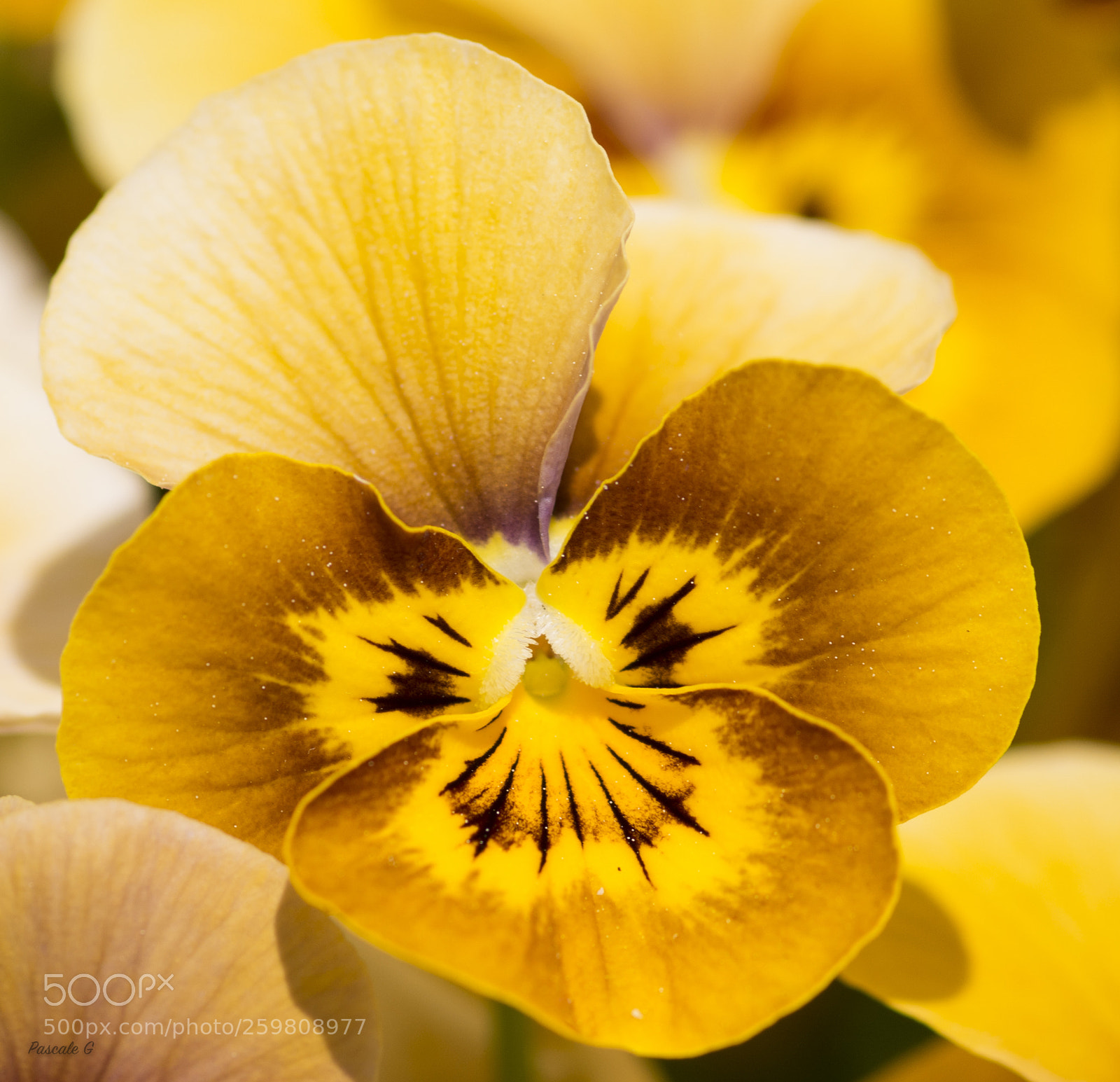 Nikon D7100 sample photo. Chameleon flowers fleurs cam photography