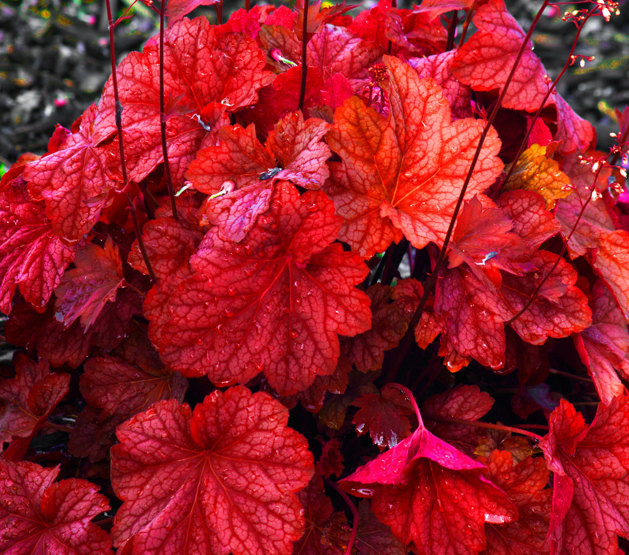 Nikon D3000 + Sigma 70-300mm F4-5.6 APO DG Macro sample photo. Heuchra coral bells photography