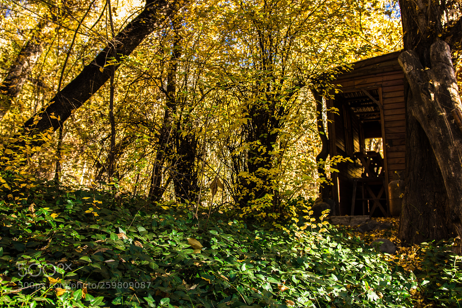 Nikon D7200 sample photo. Autumn-11 photography