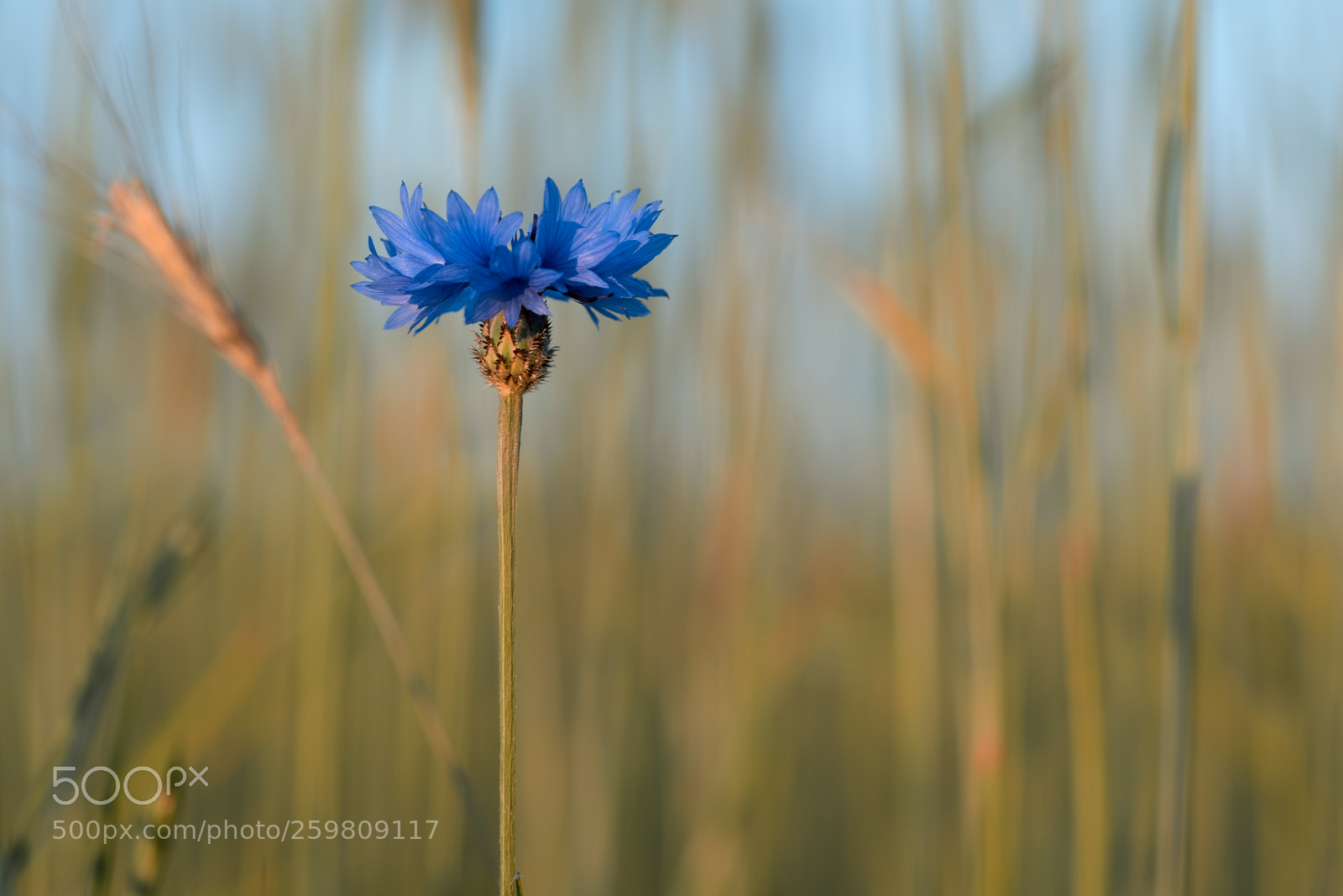 Nikon D750 sample photo. Flower photography
