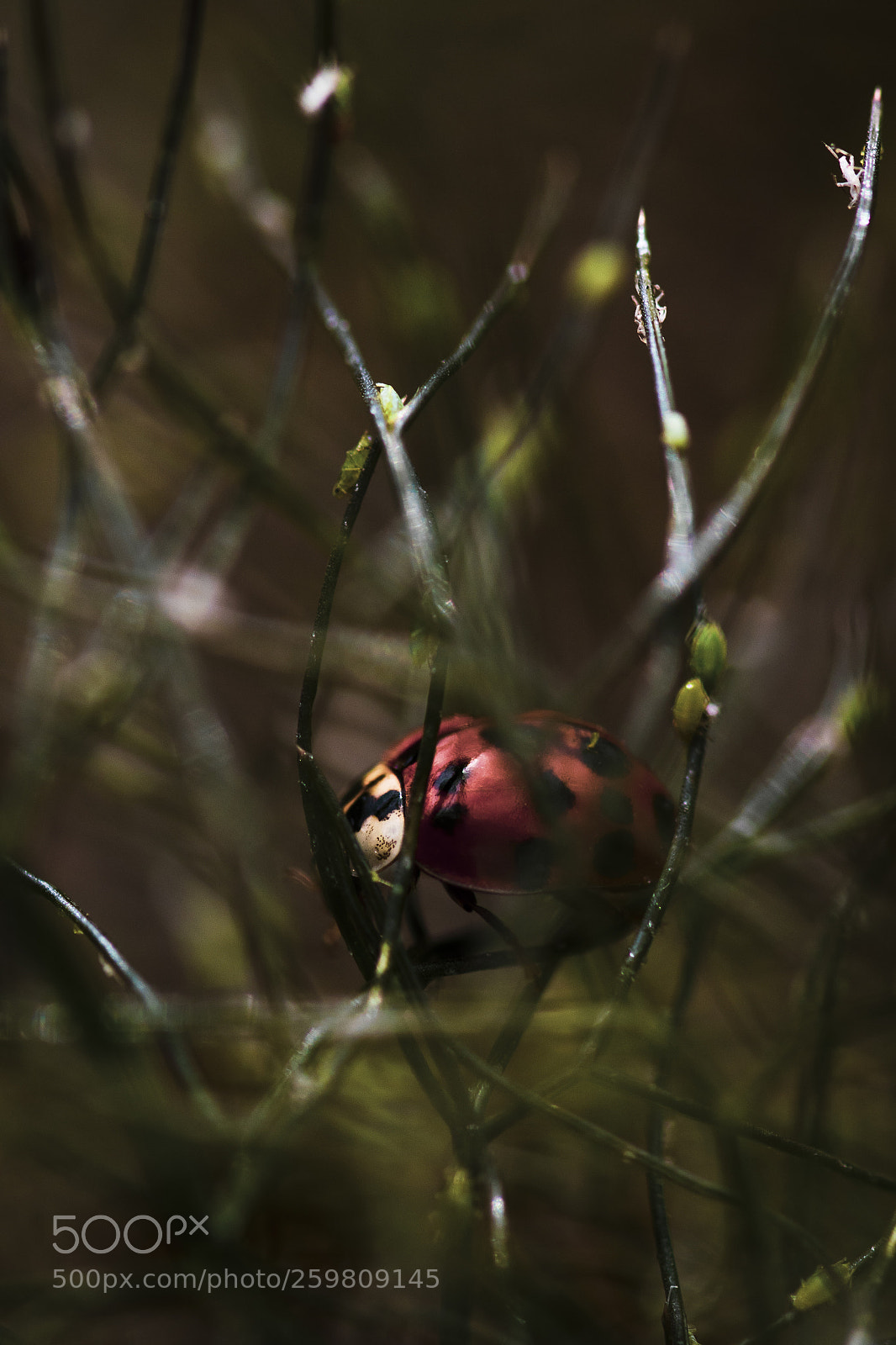 Canon EOS 7D Mark II sample photo. Coccinelle photography