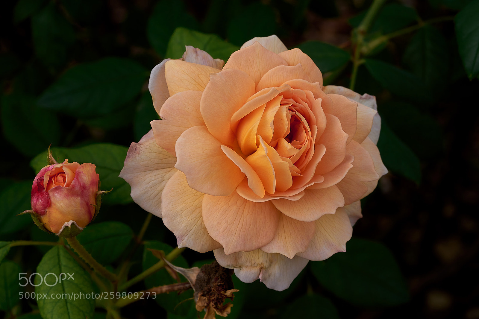 Sony a7 sample photo. Abg_180526_8 photography