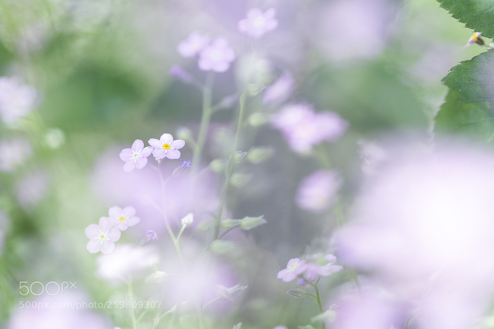 Canon EOS 5D Mark IV sample photo. 勿忘草2 photography